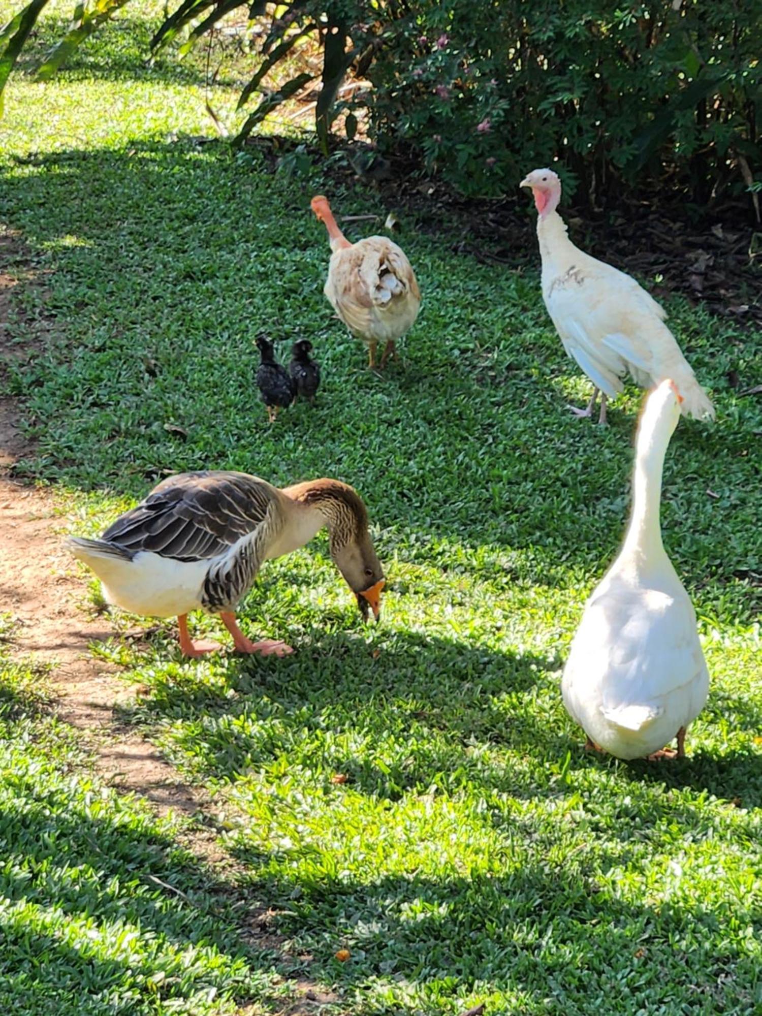 ピニャウジーニョ Sitio Belucci Bed & Breakfast エクステリア 写真